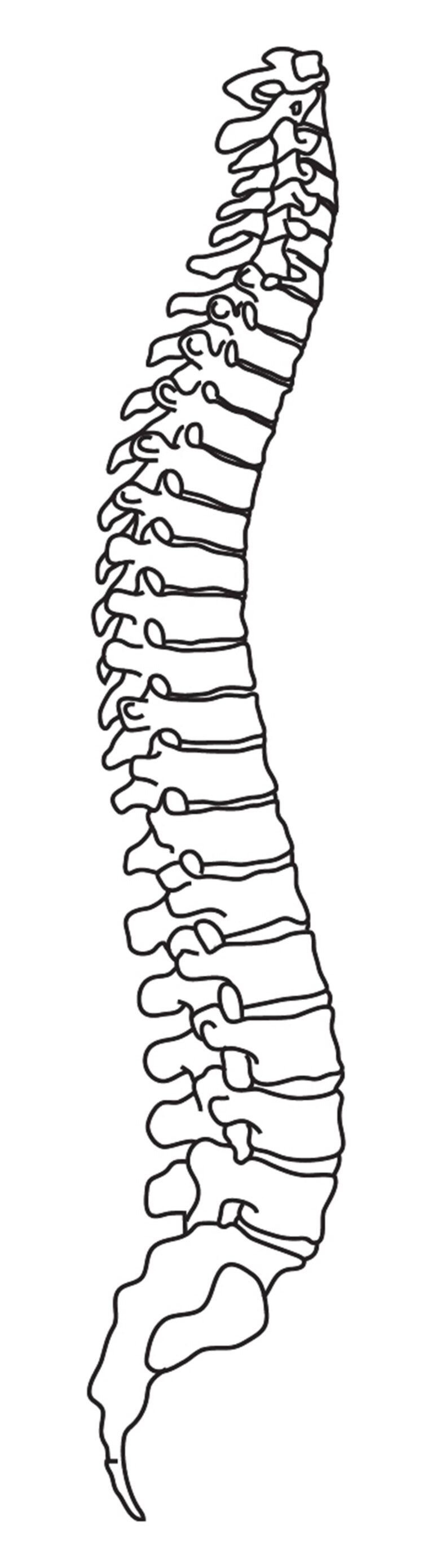Anatomical illustration of the human spinal column